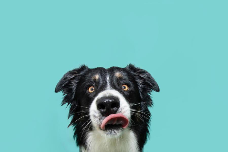 Vetocare hond blauwe achtergrond